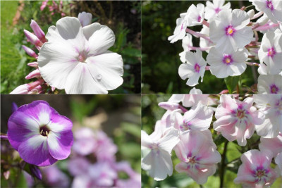 Phlox_2012.jpg