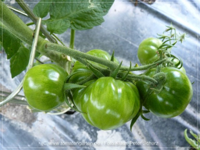_2012_SBWM_Green_Fruit_F3C_02.jpg
