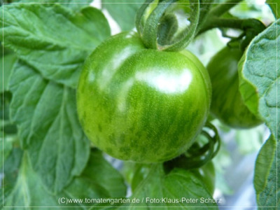 _2012_SBWM_Green_Fruit_F3C_01.jpg