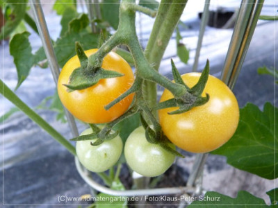 _2012_PingPong_Fruit01.jpg
