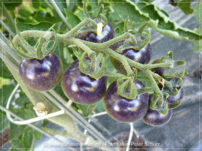 _2012_DwS_Fruits01.jpg