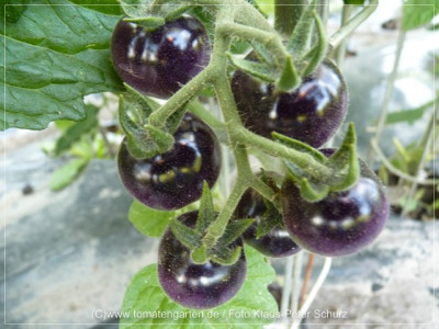 _2012_Antho_rotbraun_Fruits01.jpg