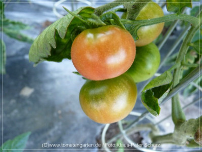 _2012_Antho_rosa_Fruit01.jpg
