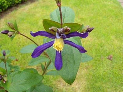 Aromatica1.jpg