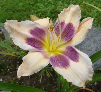 k-Lavender_Cream_Cascades.JPG