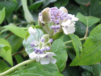 Hydrangea_involucrata_Late_Love_Gartenpur.jpg