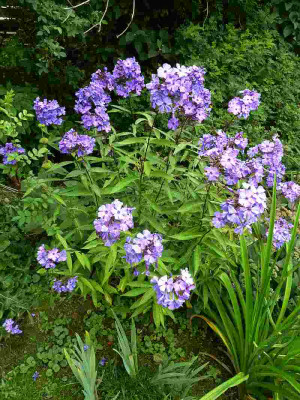 Phlox_Blauer_Morgen_P10409541.jpg