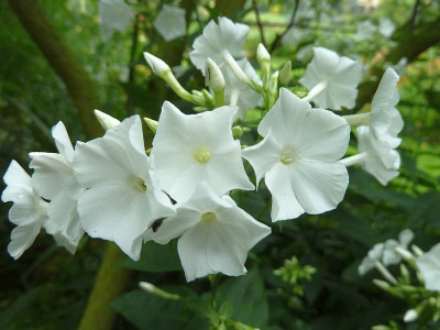 Phlox_reinwei_P10409491.jpg