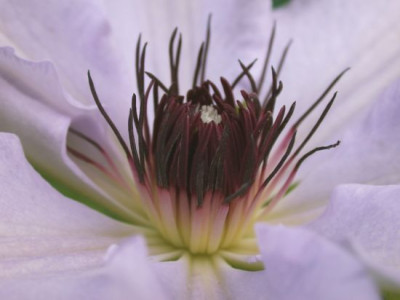 Cl._blaeulich_weiss_7002.jpg