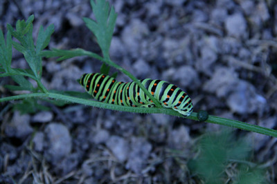 Schwalbenschwanz_Aug.0211a.jpg