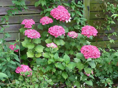 Hydrangea_macrophylla_rosarot_P10409411.jpg