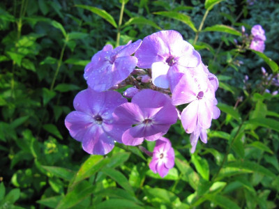 Phlox_hoch_und_blaulila_120717.jpg