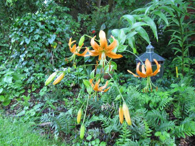 Lilium_henryi_120717.jpg