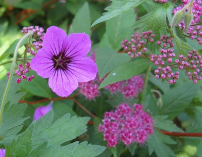 Geranium_Patricia_und_Spiraea_Froebelii.jpg