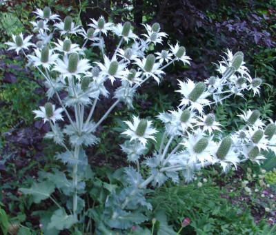 Eryngium-x-zabelii-Blauer-Ritter.jpg