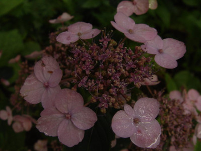 DSC363.jpg