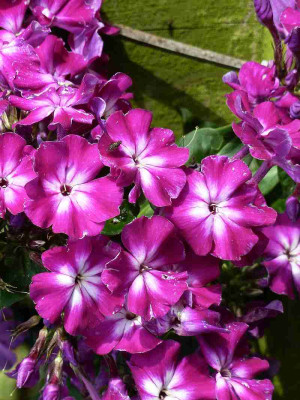 Phlox_cyclamen_weies_AugeP10409661.jpg