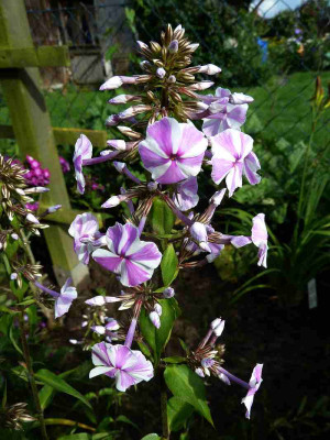 Phlox_rosaweit_gestreift_P10409671.jpg