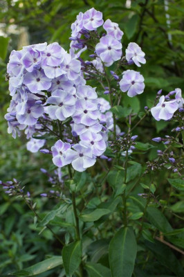 Violetta_Gloriosa.jpg