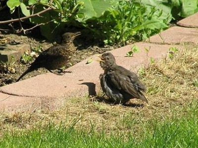 amsel-kl.jpg