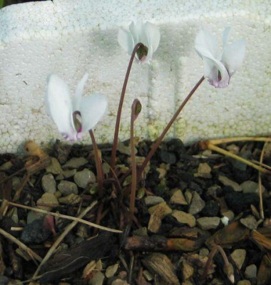 C.hederifolium-lysander-ax.jpg