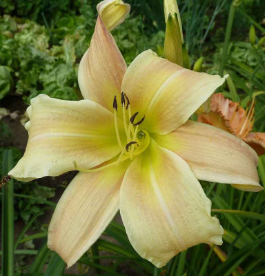 GT11-OP2.18b_Sterngeheimnis_X_Lola_Branham_P10500261.jpg