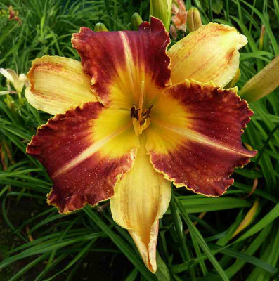 GT11-OP1d_Dragon_Fang__X_Venus_Fly_Trap_P10500161.jpg
