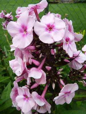 Phlox_rosa_rotes_Auge_P10500141.jpg