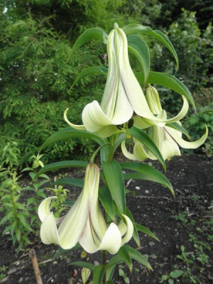 Lilium_nepalense_.jpg
