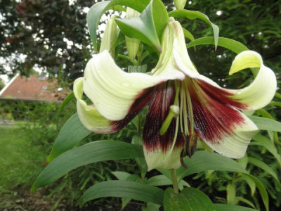 Lilium_nepalense0.jpg