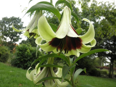 Lilium_nepalense3.jpg