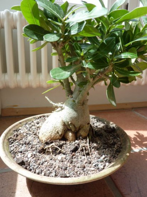 Adenium_obesum_fars_2012.jpg