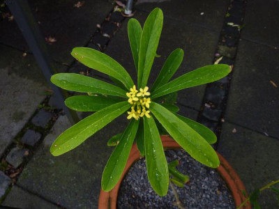 Daphne_gemmata_fars_2012.jpg