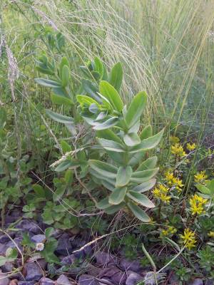 Sedum_telephium.jpg