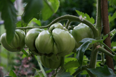 TomatenJuli0112.jpg