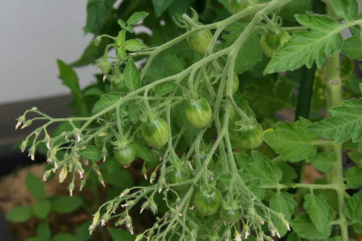 TomatenJuli0712.jpg