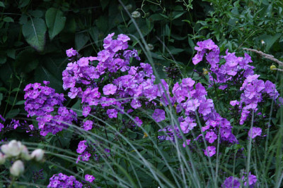Phlox2911a.jpg