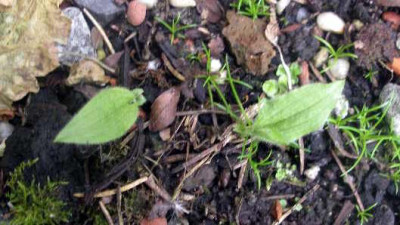 Cypripedium_reginae_Samlinge_evtl._2005-06-05.JPG