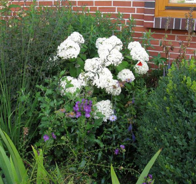 Sheep_Cloud_ganz_Gartenpur.jpg