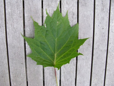 Kirengeshoma_palmata_Gartenpur.jpg