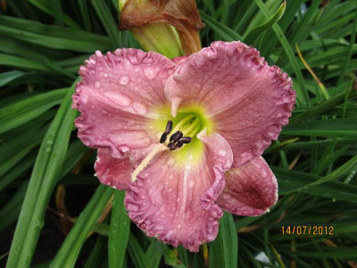 Hems_7_009_Magic_Amethyst_small.JPG