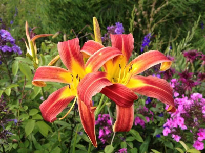 red-ribbons_20120720_zg.jpg
