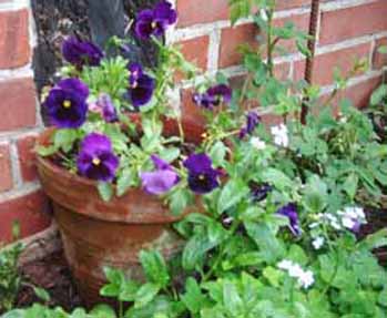 Viola_w_4.jpg