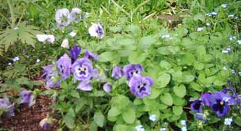 Viola_w_8.jpg