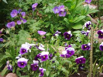 Stiefmutterchen_und_Geranium.jpg