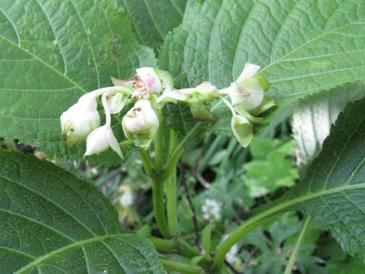 Deinanthe_bifida_echt_Gartenpur.jpg