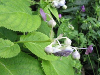 Deinanthe_Hybride_Gartenpur.jpg
