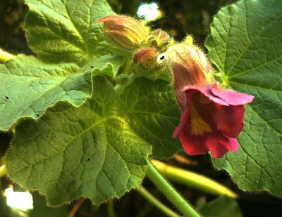 Grischas_Proboscidea_louisianica.jpg