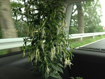 white-amethyst_2012_zg.jpg