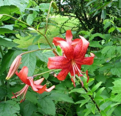 Edenfire-oile.jpg
